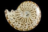 Polished Ammonite (Cleoniceras) Fossil - Madagascar #158265-1